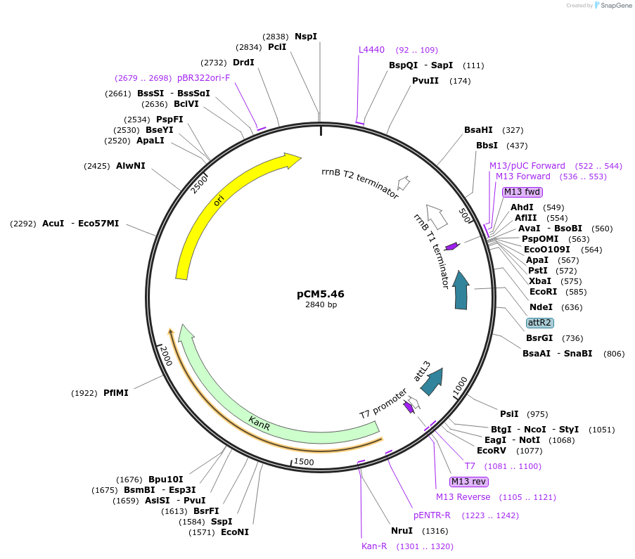 19386-plasmid-map-sequence-id-9039