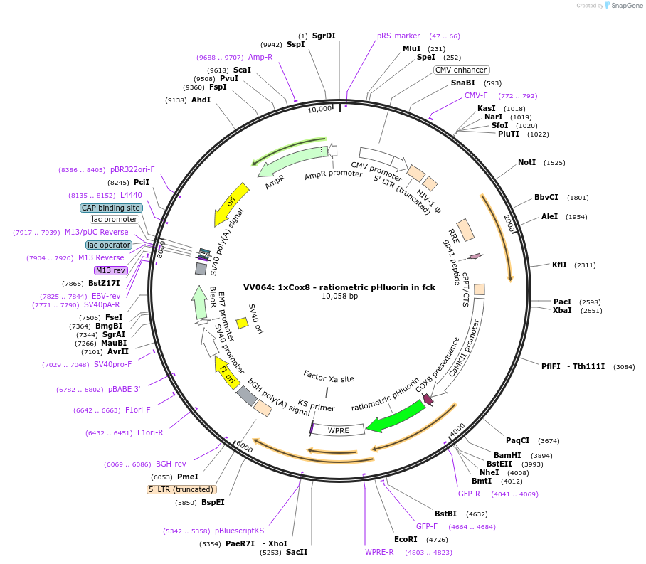 58502-plasmid-map-sequence-id-90400