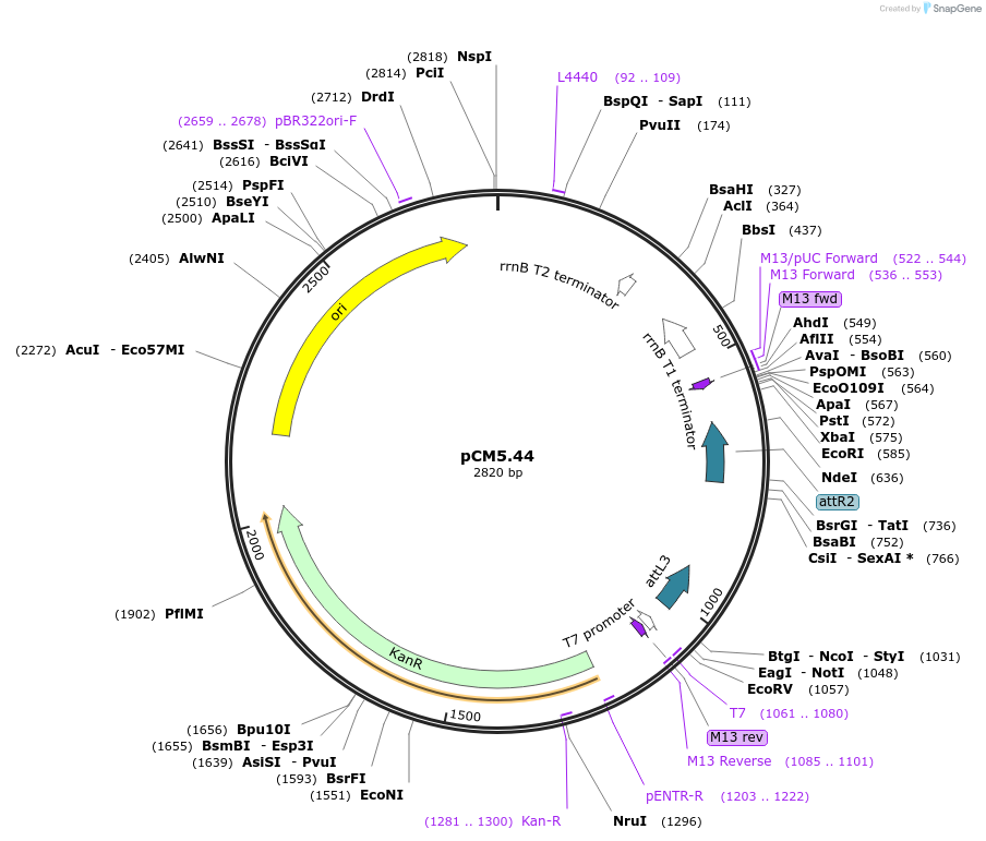 19389-plasmid-map-sequence-id-9041