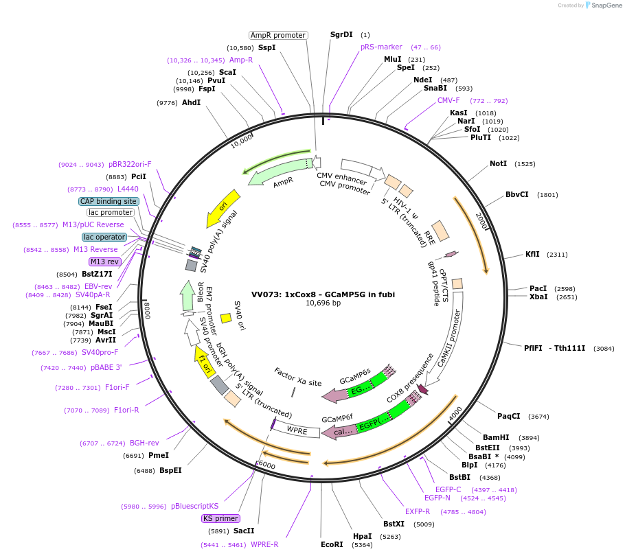 58509-plasmid-map-sequence-id-90416