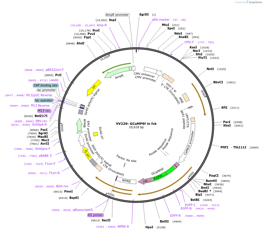 58514-plasmid-map-sequence-id-90420