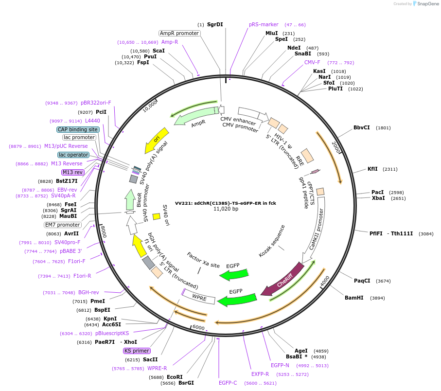 58513-plasmid-map-sequence-id-90429