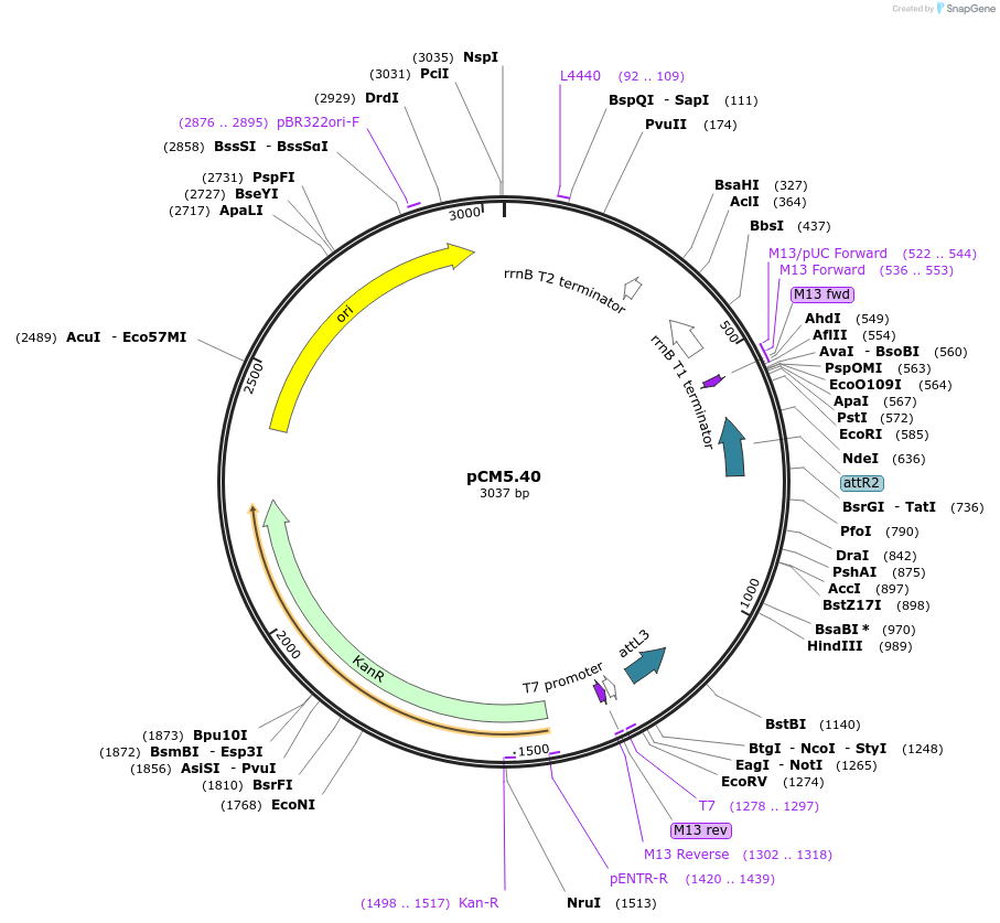 19393-plasmid-map-sequence-id-9045