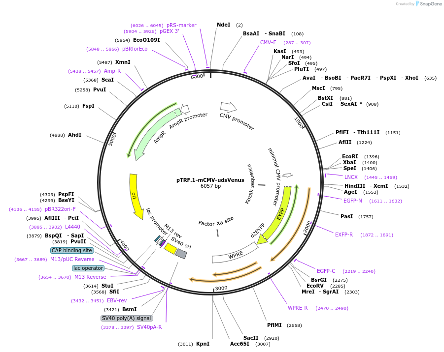 58518-plasmid-map-sequence-id-90457