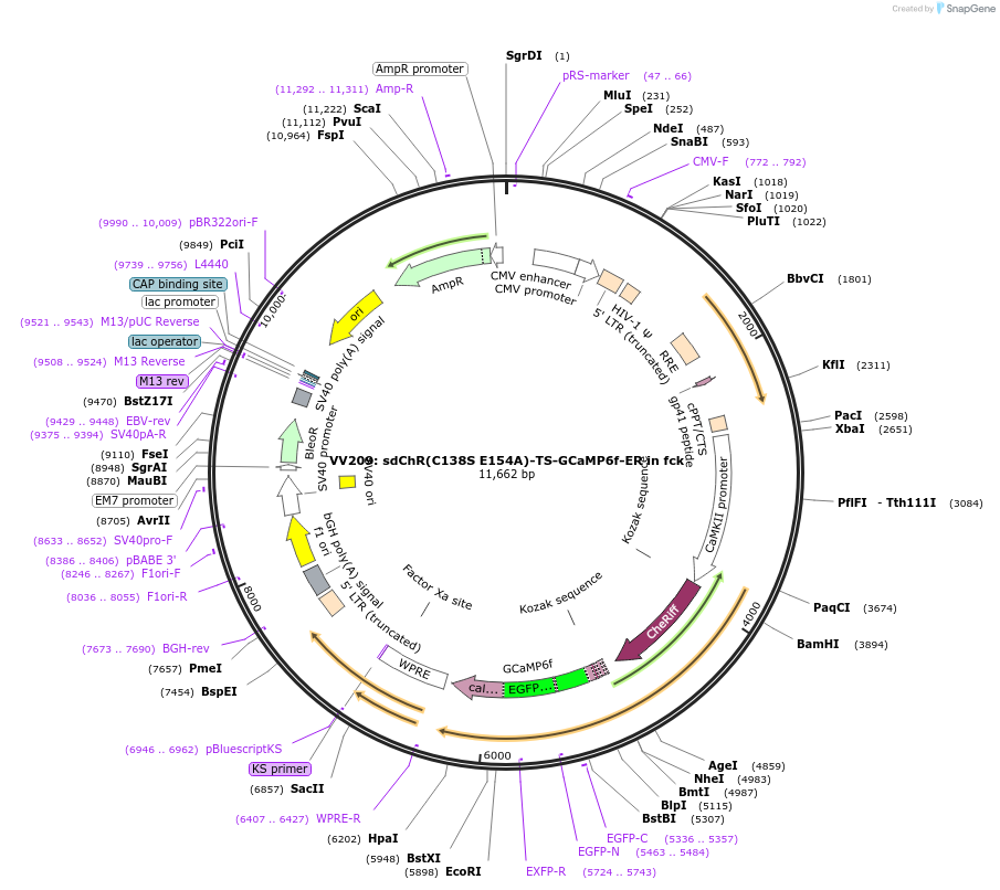 58524-plasmid-map-sequence-id-90459