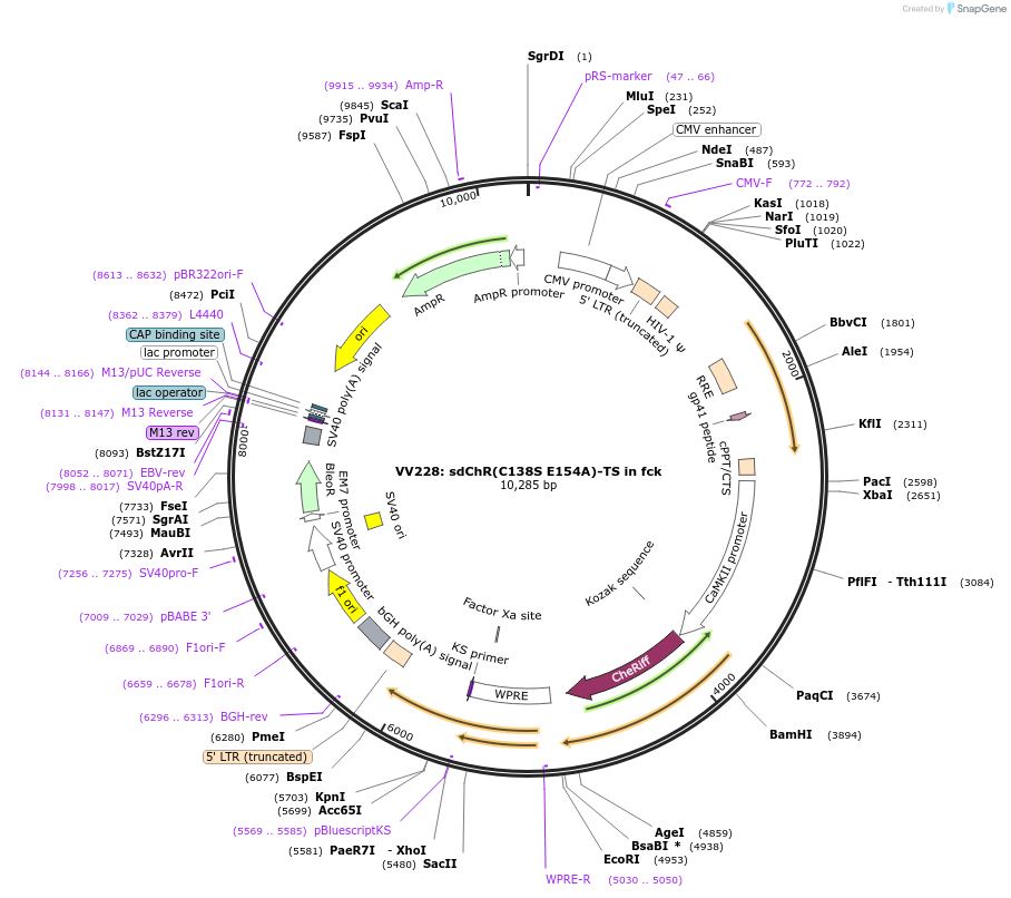 58523-plasmid-map-sequence-id-90460