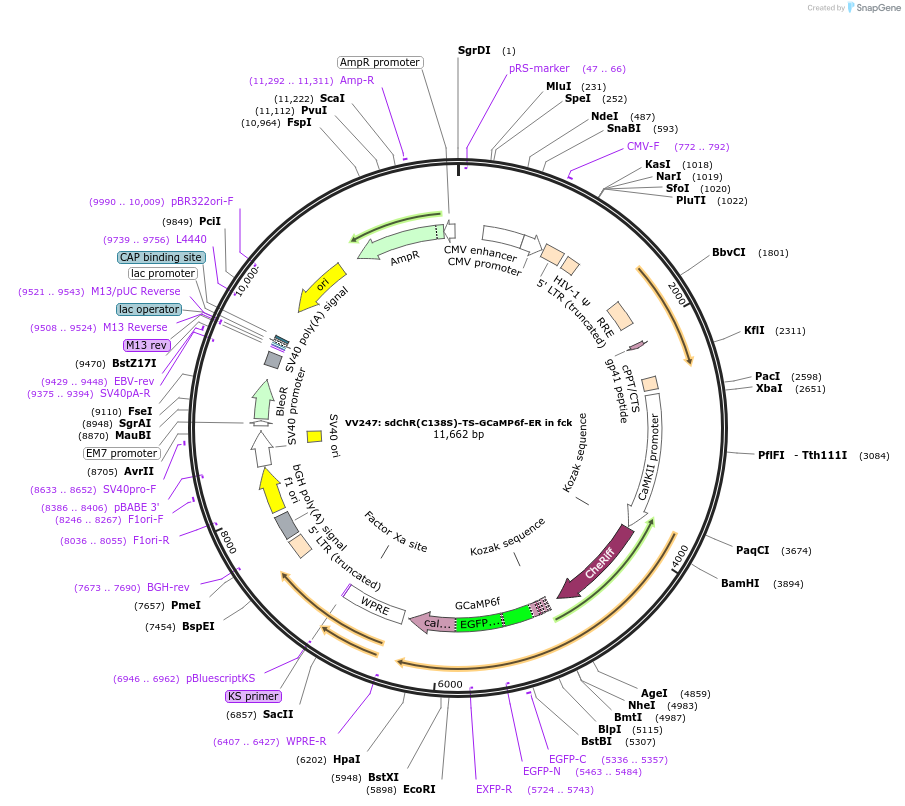58522-plasmid-map-sequence-id-90461