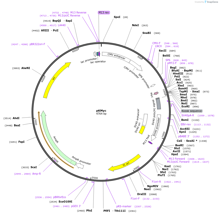 19400-plasmid-map-sequence-id-9052