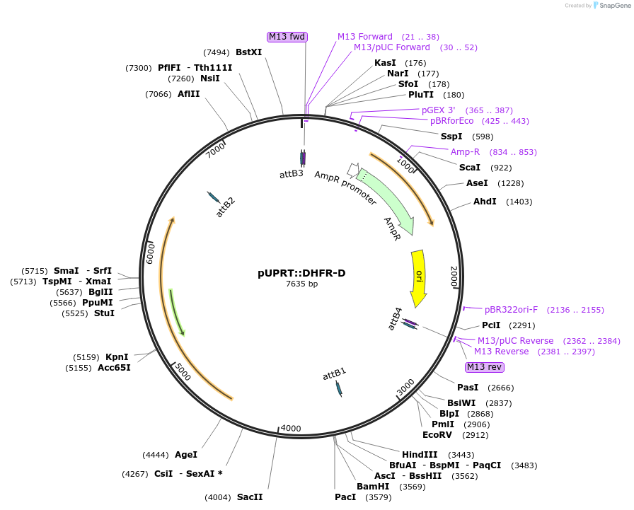 58528-plasmid-map-sequence-id-90531