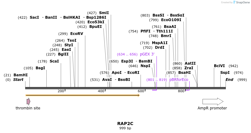 90556_map