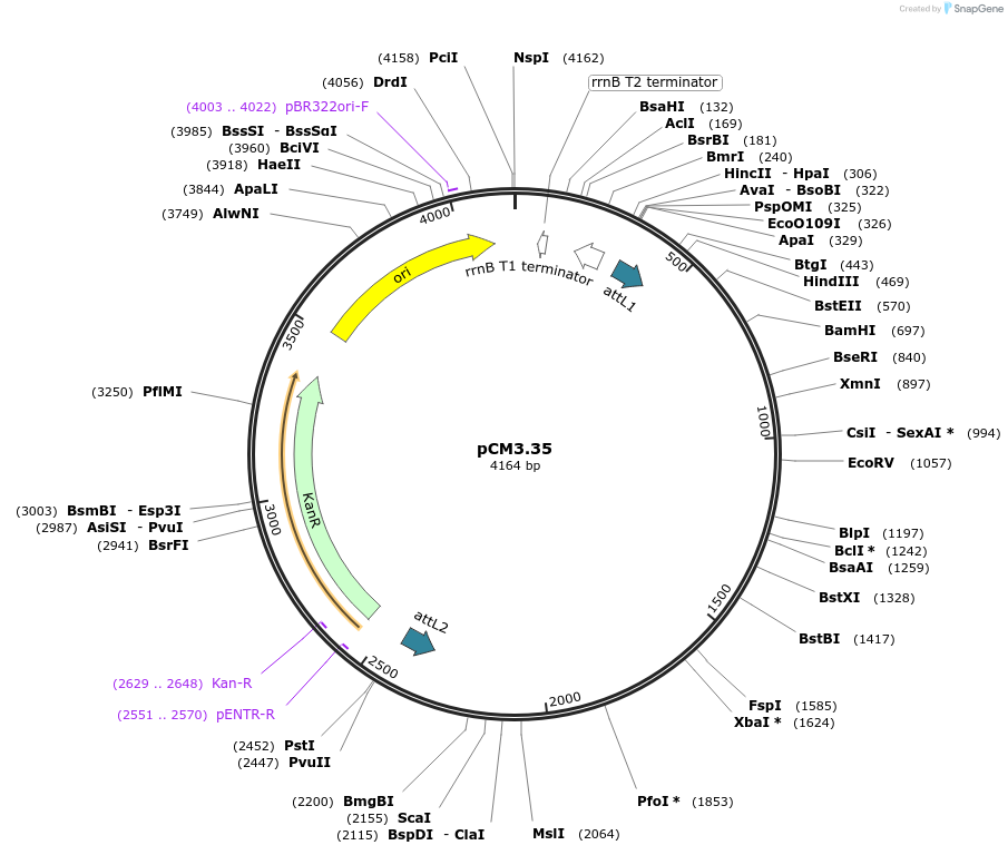 19404-plasmid-map-sequence-id-9056