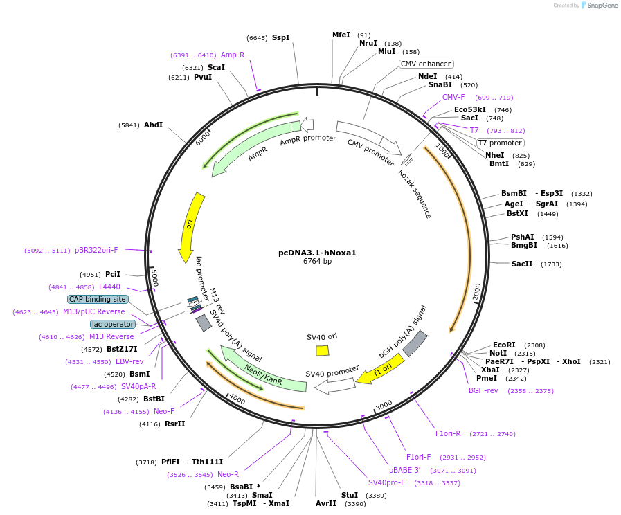 58531-plasmid-map-sequence-id-90571
