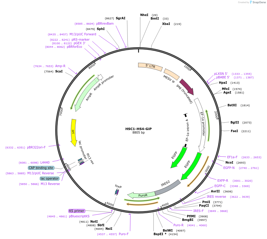58540-plasmid-map-sequence-id-90629