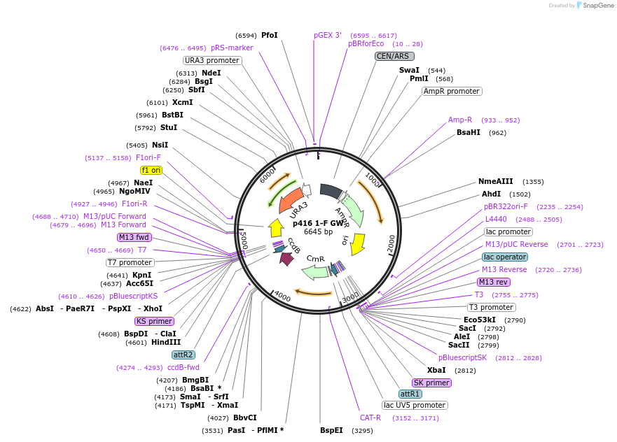 58543-plasmid-map-sequence-id-90631