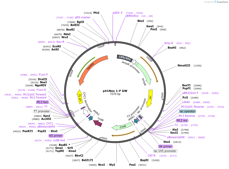 58545-plasmid-map-sequence-id-90632