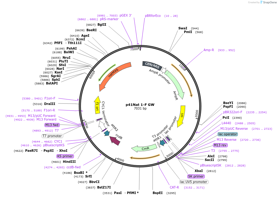 58546-plasmid-map-sequence-id-90633