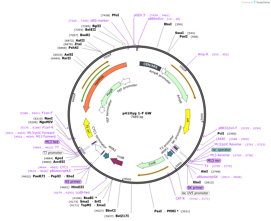 58547-plasmid-map-sequence-id-90634