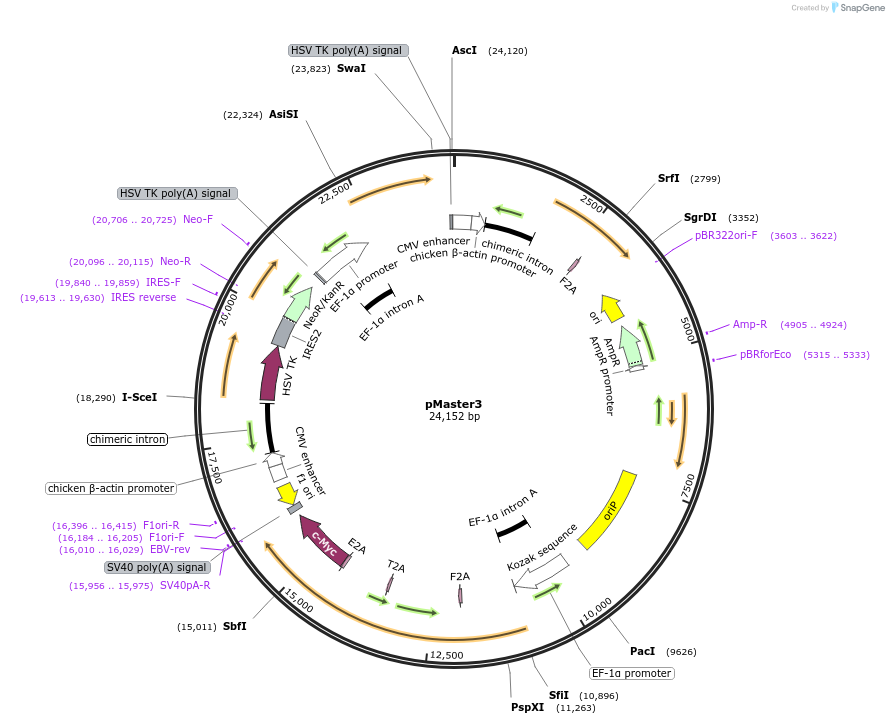 58526-plasmid-map-sequence-id-90649