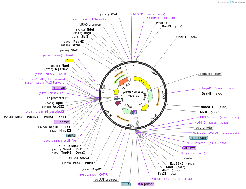 58548-plasmid-map-sequence-id-90652