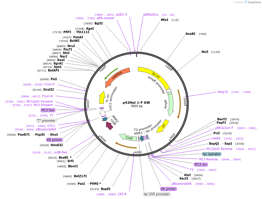 58549-plasmid-map-sequence-id-90653