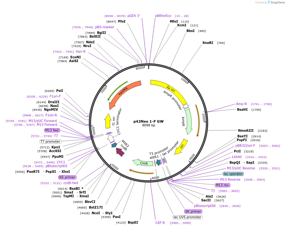 58550-plasmid-map-sequence-id-90654