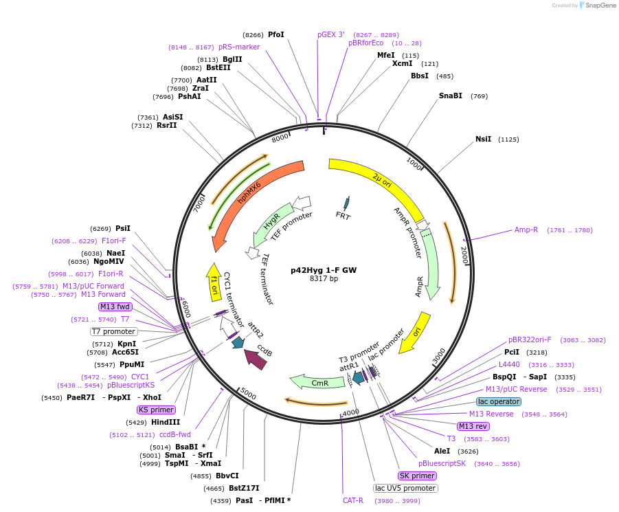 58551-plasmid-map-sequence-id-90655