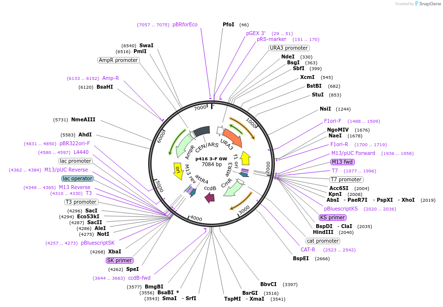 58552-plasmid-map-sequence-id-90656