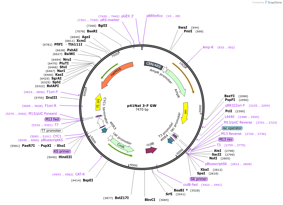 58553-plasmid-map-sequence-id-90657