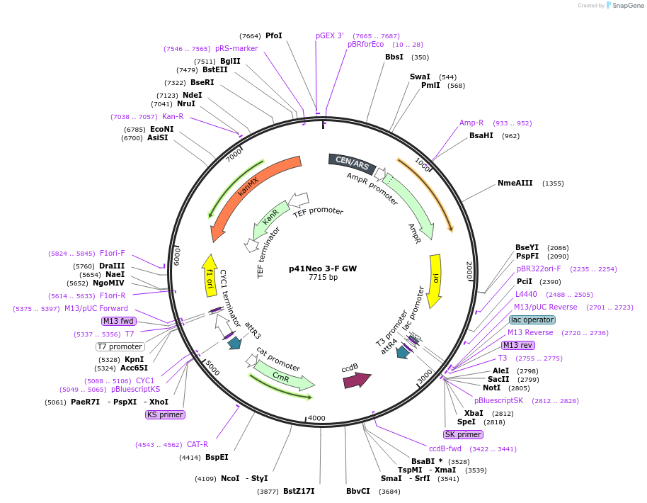 58554-plasmid-map-sequence-id-90658