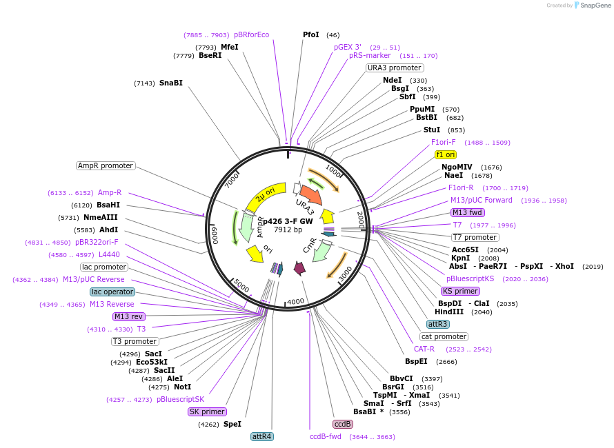 58556-plasmid-map-sequence-id-90661