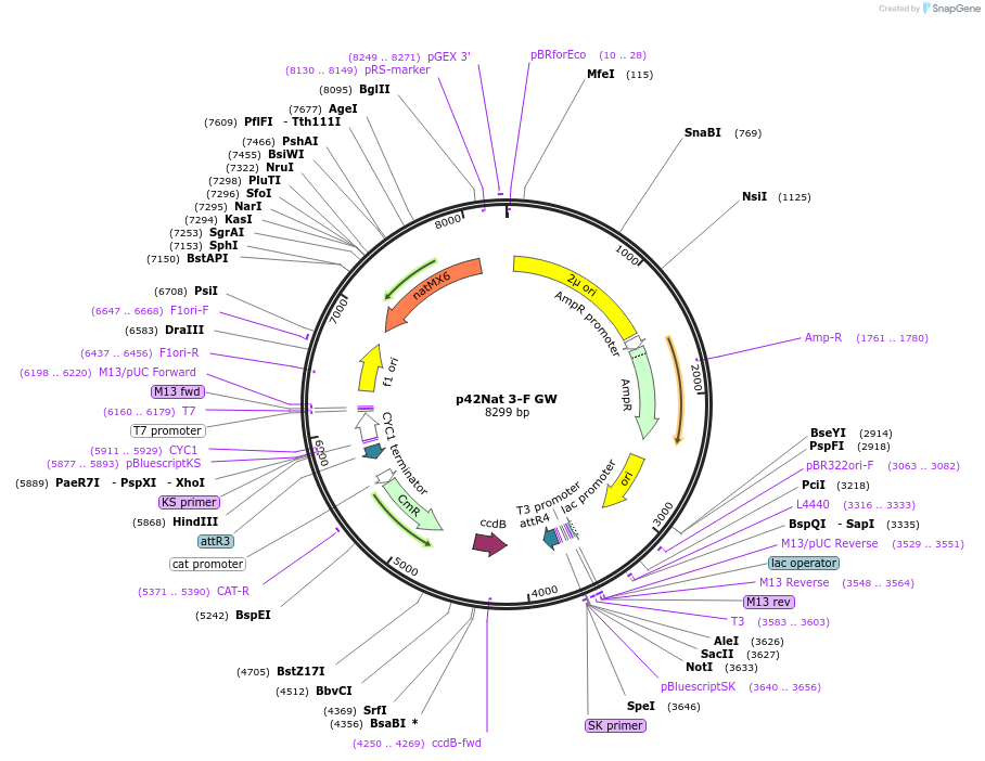 58557-plasmid-map-sequence-id-90662