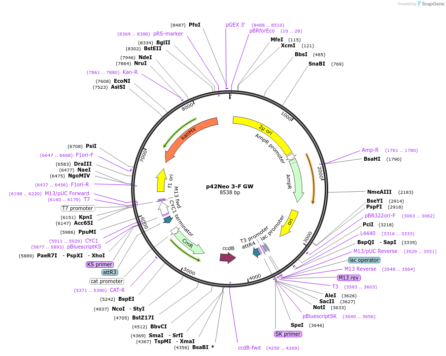 58558-plasmid-map-sequence-id-90663