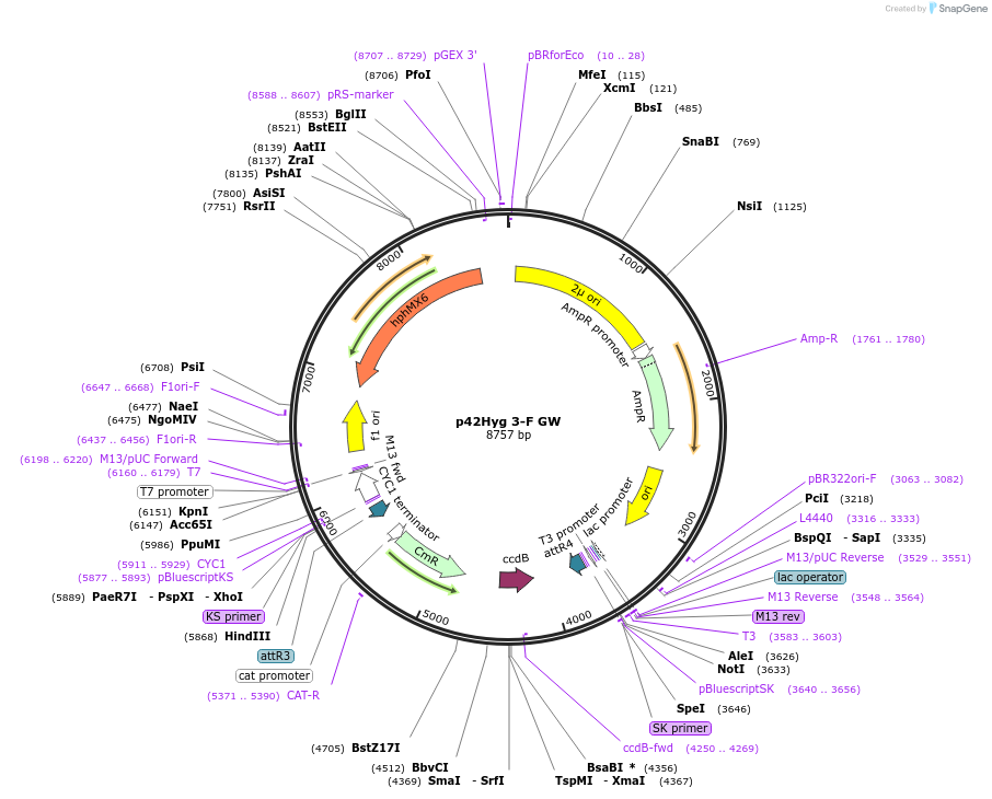 58559-plasmid-map-sequence-id-90664