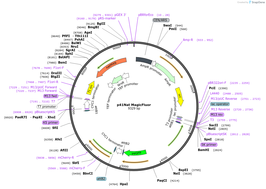 58563-plasmid-map-sequence-id-90668