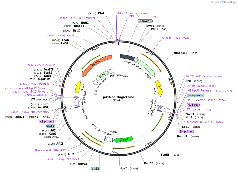 58564-plasmid-map-sequence-id-90669