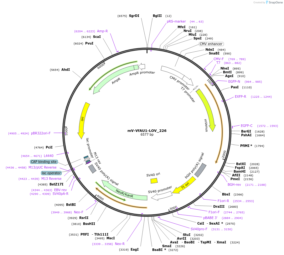 58686-plasmid-map-sequence-id-90672