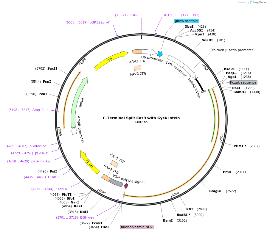 58694-plasmid-map-sequence-id-90691