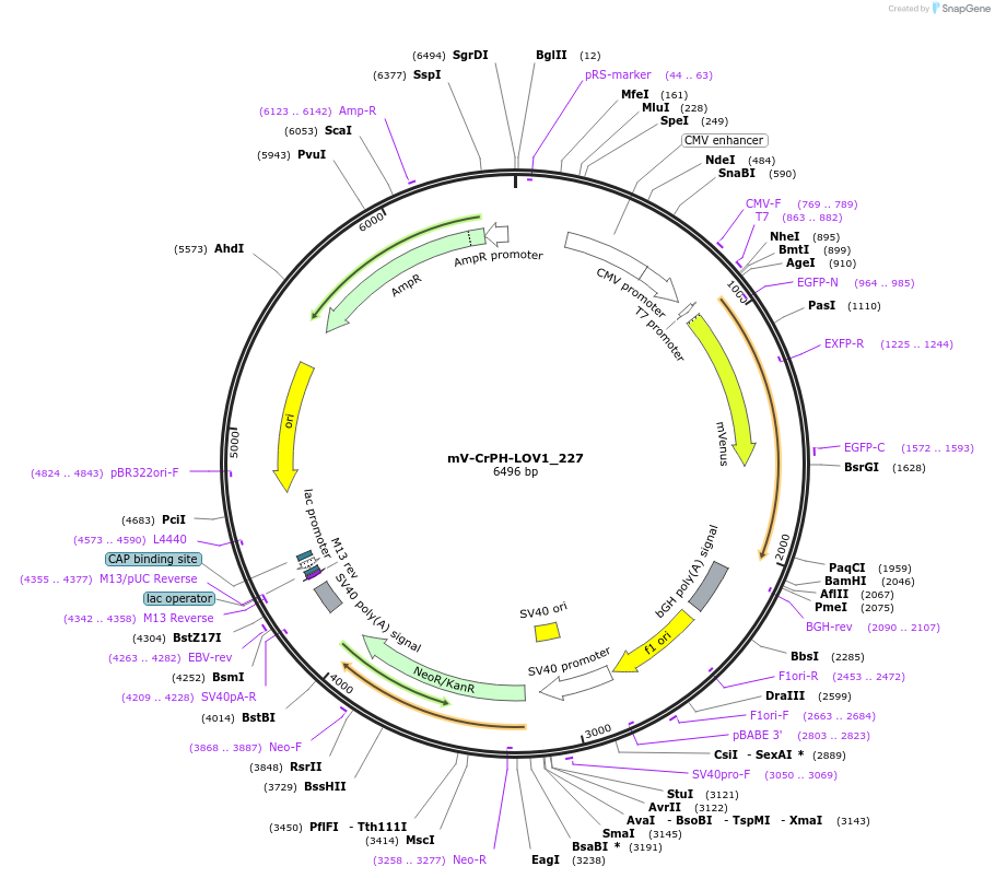 58687-plasmid-map-sequence-id-90692