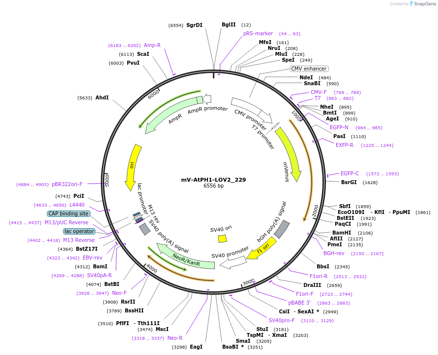 58688-plasmid-map-sequence-id-90693