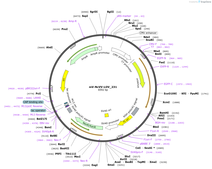 58689-plasmid-map-sequence-id-90695