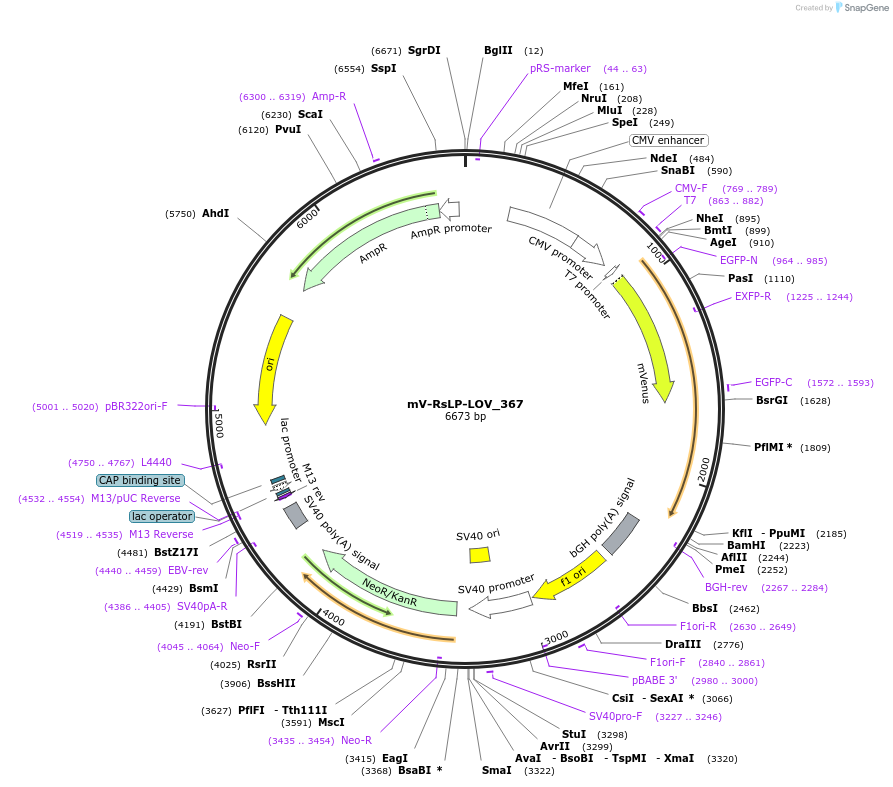 58690-plasmid-map-sequence-id-90696