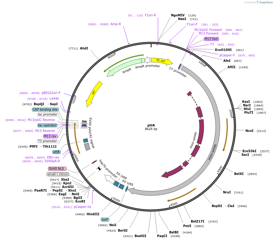 58372-plasmid-map-sequence-id-90717