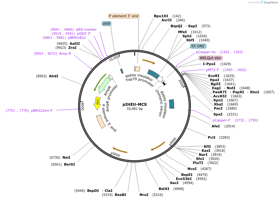 58375-plasmid-map-sequence-id-90724