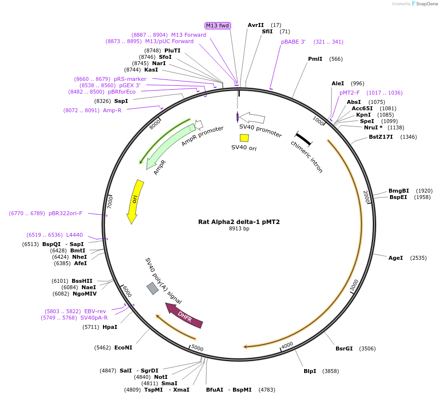 58726-plasmid-map-sequence-id-90808