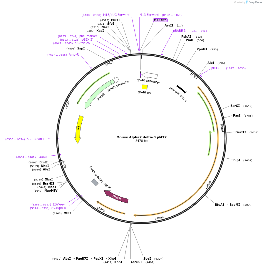 58727-plasmid-map-sequence-id-90809