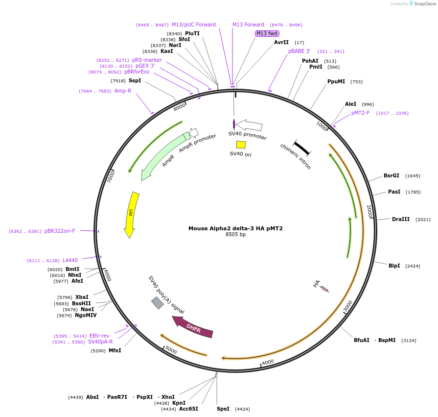 58728-plasmid-map-sequence-id-90810
