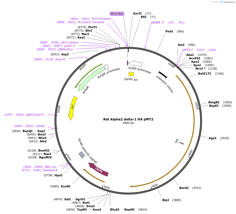 58729-plasmid-map-sequence-id-90811