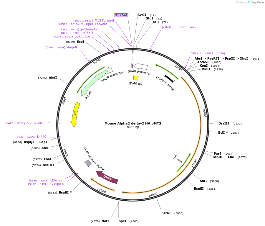 58731-plasmid-map-sequence-id-90815