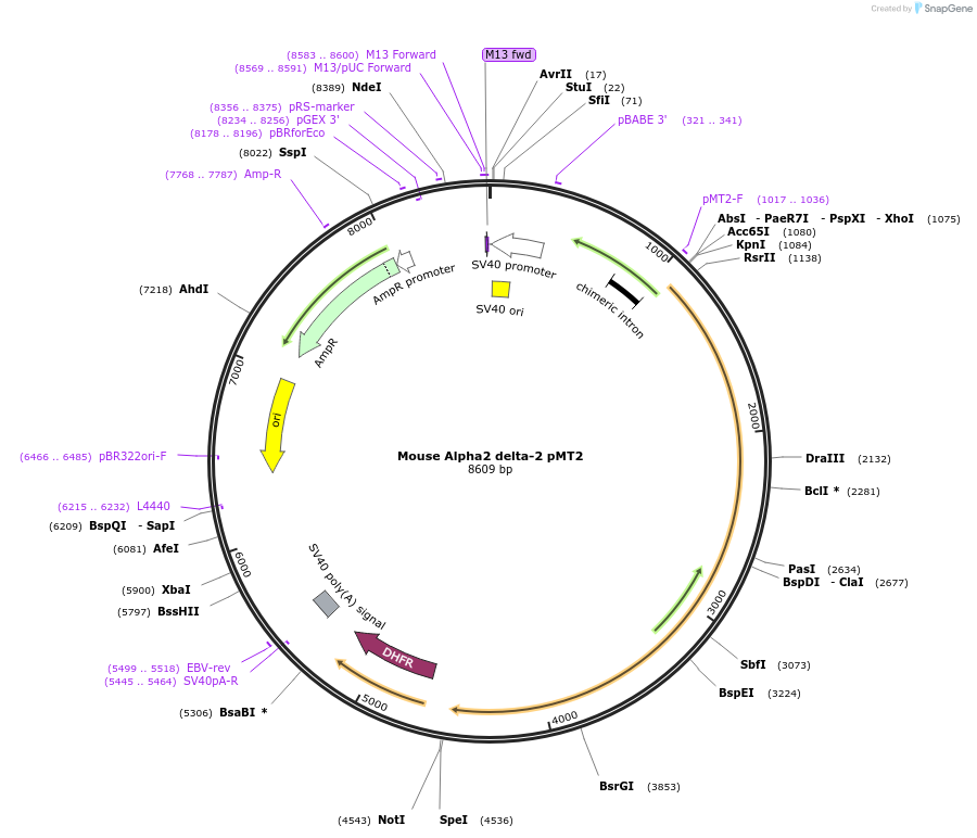 58732-plasmid-map-sequence-id-90817