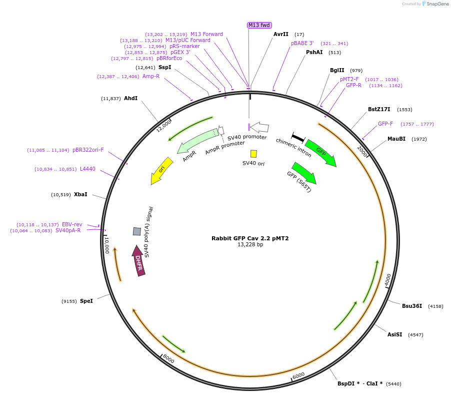 58737-plasmid-map-sequence-id-90823